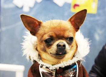 Beautiful little dog dressed in winter clothes.