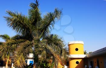 Palm tree on blue sky background.