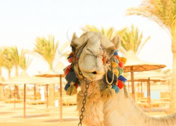 Camel's Head. White lonely domestic Camel. Face of Camel.