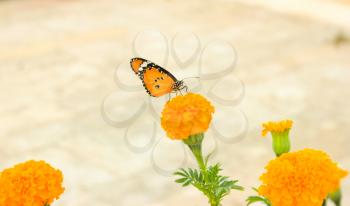 Orange Flowers ans Butterfly at  Sun Background.