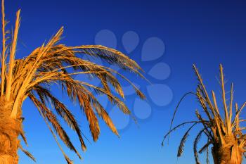  Dry dead date palm at blue sky background.