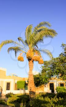 Arabian traditional  House at Sun Light. Tree Palm.