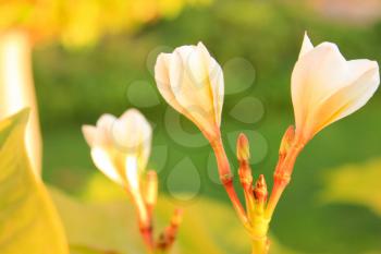 Magnolia tree flowers.  Tree of a blossoming magnolia. Blown beautiful magnolia flowers on a tree with green leaves.