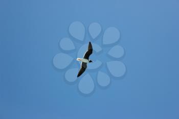 Seagull Flying in The Blue Sky. Blue Sky Background.