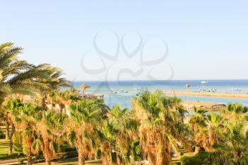 Green Date Palms on a Sea Background