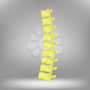 Spine Icon On Grey Background. Human Backbone Symbol.