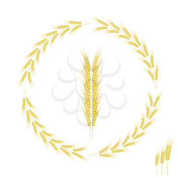 Wheat Icon Isolated on White Background. Wheat Frame.