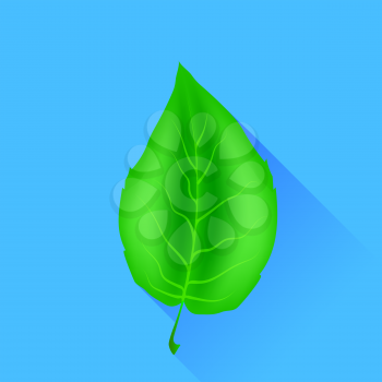 Single Summer Green Leaf Isolated on Blue Background