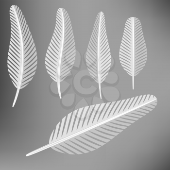 Set of Grey Feathers on Soft Grey Background