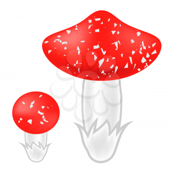 Poisonous Mushrooms Isolated on White Background. Agaric Mushroom. Amanita Poisonous Mushrooms