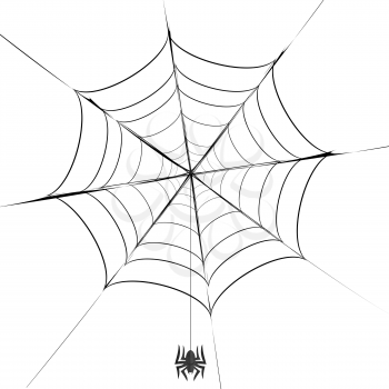 Polygonal Grey Spider and Her  Cobweb on White Background