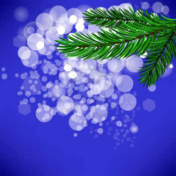 Fir Green Branch Isolated on Blue Background