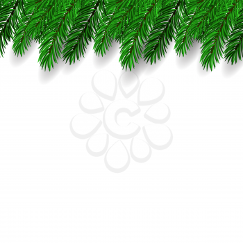 Fir Branch on White Background. Symbol of New Year.