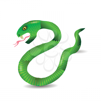 Cartoon Green Snakes Isolated on White Background.