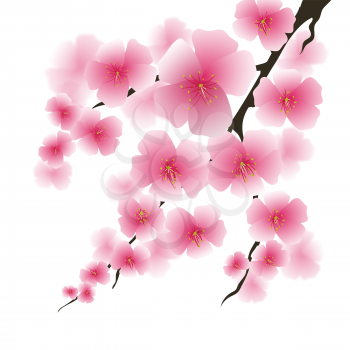 Spring Pink Flowers Isolated on White Background. Sakura Japan Cherry Tree. Blooming Pink Flowers. Branch of Sakura.