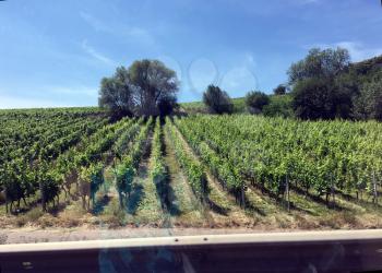 Rows of Vineyard Crape Vines. Summer landscape with green Vineyards in France