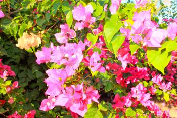 Summer pink flowers grow in the garden at sun light