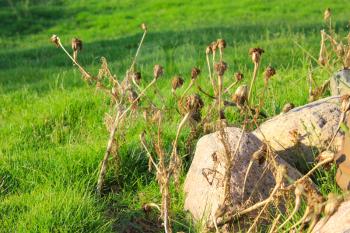 Dry plant and stones. Summer green grass at sun light. Natural drassy textured background
