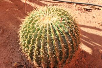 Green cactus drows at summer sun light