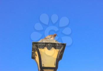 Old vintage metal street lamp and dove on blue background