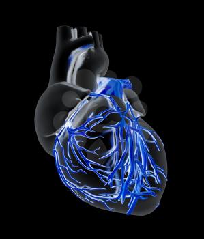 Human heart