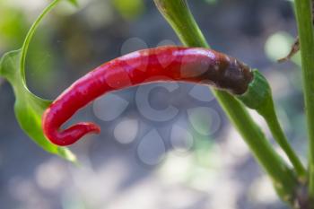 Red chili pepper under sun light, close-up