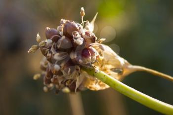 Onion Seed Flower on a blurred bacground, close-up