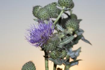Prickly heads of burdock flowers on a sun ray backlight