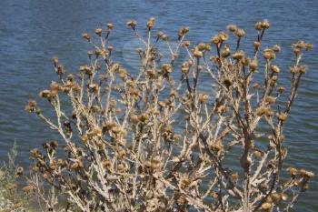 Dry flower photo greater burdock. Dried flower foliage. Against of pond background