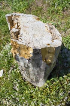 felled stump