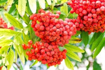 Photo of the red ripe rowanberry branch