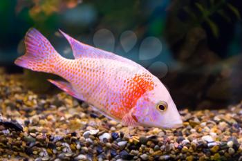 Image of red aulonocara fish in aquarium