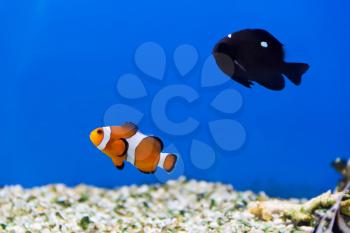Image of clown fish and dascyllus in aquarium water
