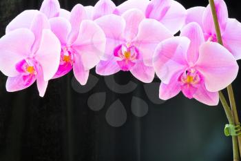 Photo of beautiful purple orchid on black background