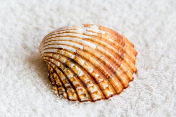 Photo of lot seashell on white towel