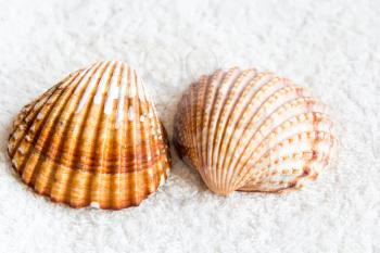 Photo of two seashells on white towel
