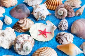 Photo of seashells and starfish on blue towel