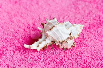 Photo of lot seashell on pink towel