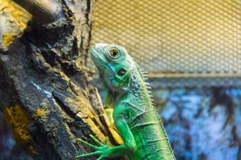 Photo of a green lizard in aquarium