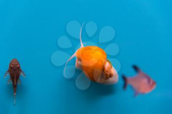 Photo of a small aquarium snail ampulyariya