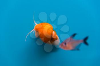 Photo of a small aquarium snail ampulyariya