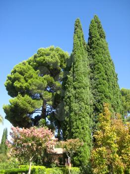 Green tree in garden Alhambra Granada Spain