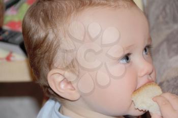 Image of cute baby boy eating bread