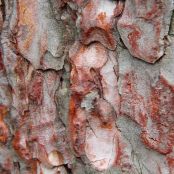 The image of brown texture stem tree