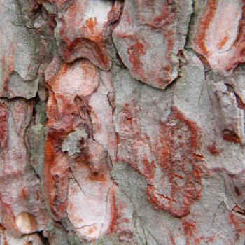 The image of brown texture stem tree