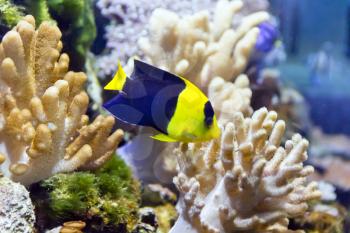 Photo of aquarium angel fish in blue water