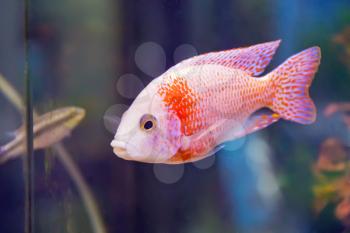 Photo of red aulonocara fish in aquarium