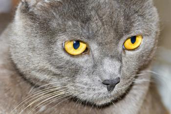 Photo of cat portrait with yellow eyes 