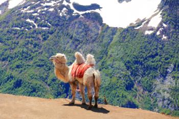 Image of lonely camel in high Caucasus mountains