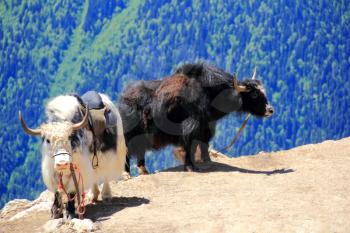 Image of two shaggy yaks in Caucasus mountains